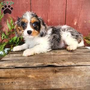 Terry, Cavapoo Puppy